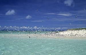 Australia Prints: Seabirds in flight over sea, Michaelmas Cay, Great Barrier Reef, Queensland, Australia