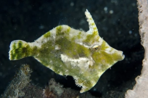 Seagrass Filefish (Acreichthys tomentosus) adult, swimming, Lembeh Straits, Sulawesi, Sunda Islands, Indonesia, January