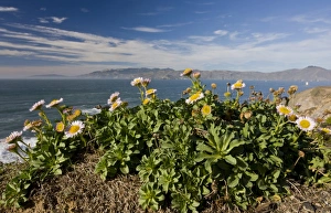 Clifftops Prints: Seaside Fleabane (Erigeron glaucus) flowering
