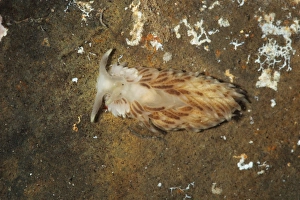 Seaslug (Aeolidiella alderi) adult, Kimmeridge, Isle of Purbeck, Dorset, England, March (captive)