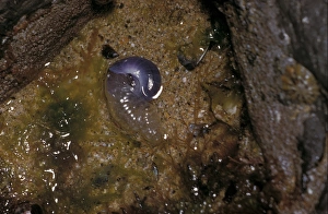 Snails Prints: SeaSnail Purple (Janthina janthina) in rock pool. washed in from open ocean