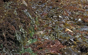 Alga Prints: Seaweed Chondrius crispus, Fucus serratus
