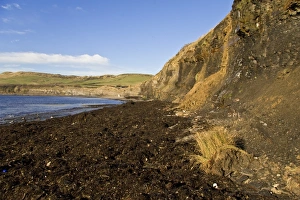 Alga Prints: Seaweed covered beach after winter storm, Kimmeridge, Dorset, England, december
