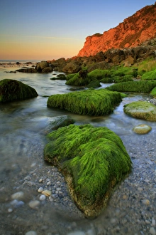 Alga Prints: Seaweed covered rocks on beach at sunrise