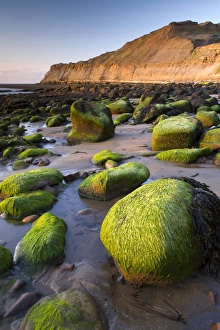 Boulders Prints: Seaweed covered rocks on beach at sunset, Runswick Bay, North Yorkshire, England, may