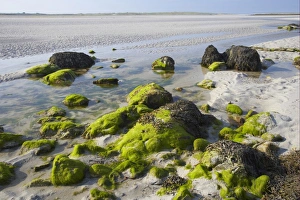 North Uist Prints: Seaweed covered rocks on mudflats at low tide