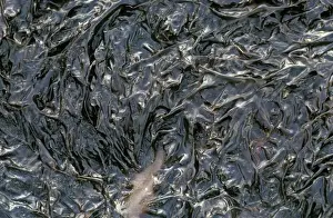 Seaweed - Purple Laver (Porphyra umbilicalis) Attached to rocks / from which laver bread is