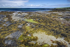 Orkney Prints: Seaweed in rockpool at low tide, Burray, Orkney, Scotland, june