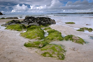 Sandy Prints: Seaweed and rocks on sandy beach, Newquay, Cornwall, England, August