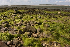 Shore Prints: Seaweed on shore of coastal creek at low tide