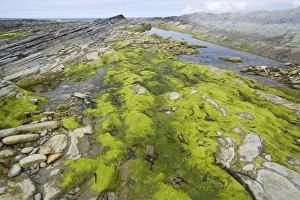 Orkney Prints: Seaweed in tidepool on rocky shore, Brough Head, Mainland, Orkney, Scotland, june