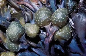 Alga Prints: Seaweed - Wrack Bladder(Fucus vesiculosus) Close-up of reproductive bodies