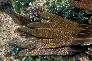 Alga Prints: Seaweed - Wrack Toothed (Fucus serratus) close-up / showing conceptacles & ecto-carpoid