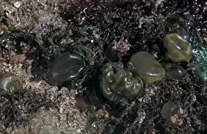 Alga Prints: Seaweeds - Oyster Thief (Colpomenia peregrina with corallina & other seaweeds at low tide)