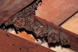 Roost Prints: Sebas Short-tailed Bat (Carollia perspicillata) adults