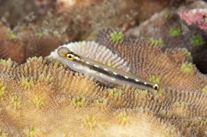 Growth Prints: Sebrees Dwarfgoby (Eviota sebreei) adult