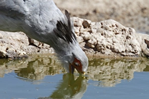 Waterholes Prints: Secretary-bird (Sagittarius serpentarius) adult
