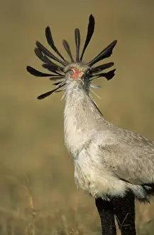Secretary Bird (Sagittarius serpentarius) Close-up - Massai Mara Wildlife Preserve, Kenya