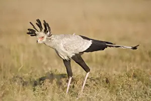 Secretary-bird (Sagittarius serpentarius) juvenile, stalking in short grass, Masai Mara, Kenya