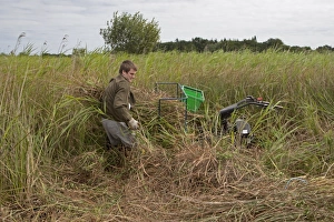 Environmental Prints: Sedge cutting with machine in marshland