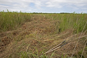 Environmental Prints: Sedge cutting in marshland, Sutton Fen RSPB Reserve, The Broads, Norfolk, England, July
