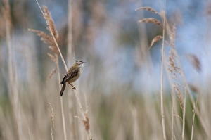 Sedge Warbler (Acrocephalus schoenobaenus) adult, perched on reed stem, Blacktoft Sands RSPB Reserve, East Yorkshire