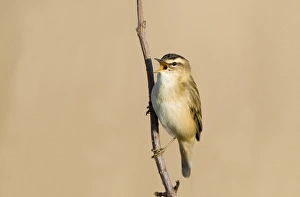 Sedge Warbler (Acrocephalus schoenobaenus) adult, singing, perched on twig, Cley, Norfolk, England, april