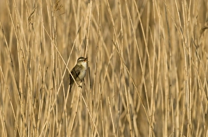 Sedge Warbler (Acrocephalus schoenobaenus) adult, singing, perched on reed stem in reedbed, Cley, Norfolk, England, april