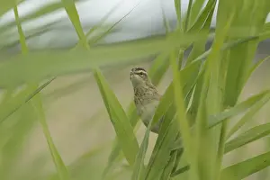 Sedge Warbler (Acrocephalus schoenobaenus) juvenile, perched amongst reeds, St