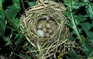 Cuckoos Prints: Sedge Warbler (Acrocephalus schoenobagnus) Nest with Cuckoo eggs