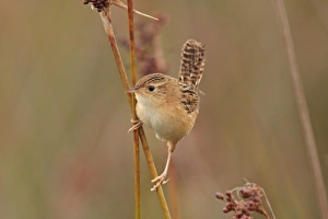 Song Bird Prints: Sedge Wren (Cistothorus platensis) adult