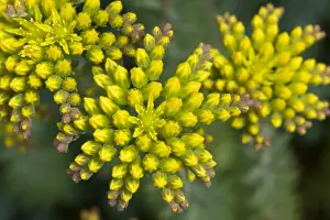 Leaves Prints: Sedum reflexum Blue Cushion a rockery plant with yellow flowers and flowerbuds, June