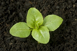 Seedling Prints: Seedling broad leaved willowherb