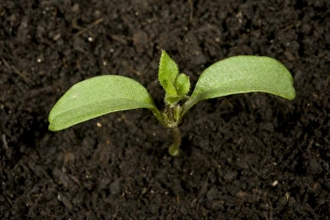Seedling Prints: Seedling cleavers or goosegrass
