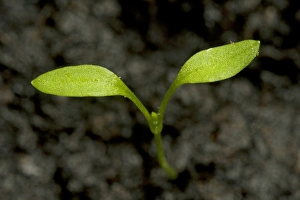 Seedling Prints: Seedling cotyledons of chickweed, Stellaria media, an annual agricultural and garden weed