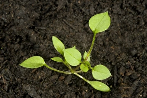 Seedling developing into a young plant of chickweed, Stellaria media, an annual agricultural and garden weed