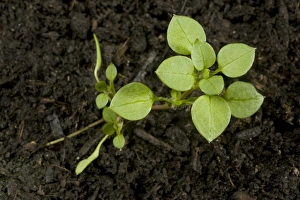Seedling developing into a young plant of chickweed, Stellaria media, an annual agricultural and garden weed