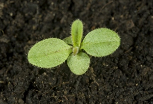 Seedling Prints: A seedling of forget-me-not, Myosotis, arvensis, an annual arable and garden weed