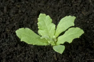 Seedling Prints: Seedling opium poppy, Papaver somniferum, a crop and naturalised ornamental plant