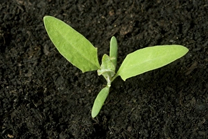 Seedling Prints: A seedling plant of common orache, Atriplex patula, with two true leaves and cotyledons