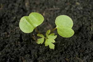 Seedling Prints: A seedling plant of herb robert