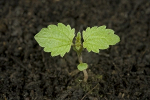 Seedling stinging nettle, Urtica dioica, perrennial stinging weed of gardens