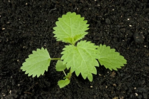 Seedling stinging nettle, Urtica dioica, perrennial stinging weed of gardens