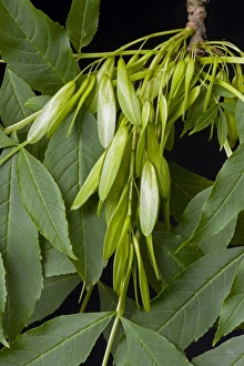 Helicopter Prints: Seeds or fruit of an ash tree, Fraxinus excelsior, known as keys