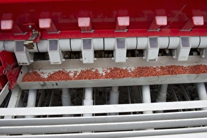 Cultivate Prints: Seeds in seed driil, sowing arable crop, Sweden, september