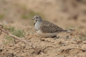 Least Seedsnipe (Thinocorus rumicivorus) adult, sitting on ground, Strobel Plateau, Santa Cruz, Argentina, november