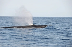 Rorqual Prints: Sei Whale (Balaenoptera borealis) adult, spouting, swimming at surface, Azores, June