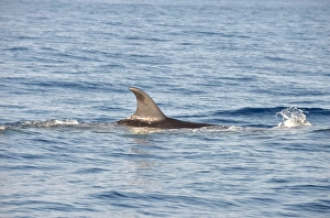 Sei Whale (Balaenoptera borealis) adult, dorsal fin, swimming at surface, Azores, June