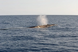 Sei Whale (Balaenoptera borealis) adult, spouting, swimming at surface, Azores, June