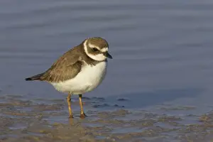 Plovers Prints: Semipalmated Plover (Charadrius semipalmatus) adult